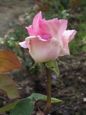 Première rose